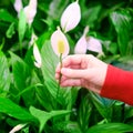 Hands florist hold a houseplant spathiphyllum flower. Hobbies of home gardening