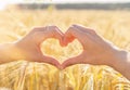 The hands are folded in the shape of a heart against a background of golden spikelets. The hands of a young girl make a heart sign