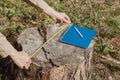 Hands of forester or biologist who control the forest biotope and measures a stump of a sawn tree with a tape measure