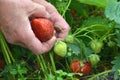 hands with fresh strawberries collected in the garden Royalty Free Stock Photo