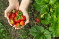 Hands with fresh strawberries in the garden Royalty Free Stock Photo