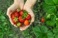 Hands with fresh strawberries in the garden Royalty Free Stock Photo