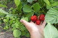 Hands with fresh strawberries picked from the garden Royalty Free Stock Photo