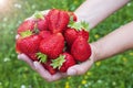 Hands full of big freshly picked strawberries Royalty Free Stock Photo