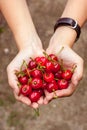 Hands full of cherries Royalty Free Stock Photo