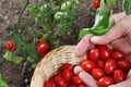 Hands full cherry tomatoes from the plant with basket