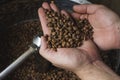 Hands full with coffee beans just roasted