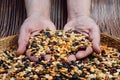 Hands full of fresh legumes. Different cereals and legumes. Mixed dried legumes and cereals Royalty Free Stock Photo