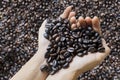Hands full of fresh roasted coffee beans