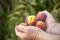 Hands full of peaches Royalty Free Stock Photo