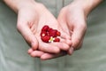 Hands full of wild fresh organic strawberries from the garden. Royalty Free Stock Photo