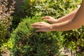 Hands on the garden bush