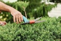 Hands gardener closeup cut juniper bush