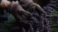 Hands of a gardener cut lavender inflorescences. Generative AI