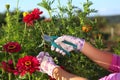 Hands of gardener cutting red zinnias Royalty Free Stock Photo