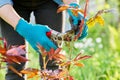 Hands of gardener in gardening gloves with pruner pruning spring rose bush Royalty Free Stock Photo