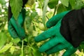 Hands of a gardener in green gloves look after tomatoes Royalty Free Stock Photo