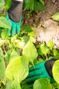 Hands of a gardener in green gloves look after tomatoes Royalty Free Stock Photo