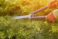 Hands of gardener in orange gloves are trimming the overgrown green shrub using hedge shears on sunny backyard. Worker Royalty Free Stock Photo
