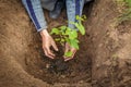 Hands of the Gardener plant a seedling of grapes in the ground in the suburban area. Royalty Free Stock Photo