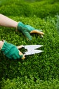 Hands of a gardener pruning back a box tree