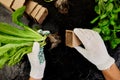 Hands of gardener puts greeners in peat container with soil, planting a plant with gardening tools.