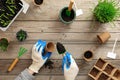 Hands of gardener puts seed in peat container with soil, planting a plant with gardening tools. Gardening or planting concept.