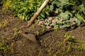 Hands gardener remove weeds from the garden with a tool