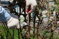 Hands in gardener`s gloves cut secateurs rose stalk
