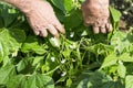 Hands of gardener showing flowers of the green Pea Beans Pod Plant Royalty Free Stock Photo