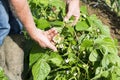 Hands of gardener showing flowers of the green Pea Beans Pod Plant Royalty Free Stock Photo