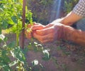 Hands gardener take care of tomato shoots