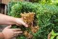 Hands of a gardener, who is removing dry yellow branches of boxwood bushes. The twigs and leaves of boxwood turn yellow because of Royalty Free Stock Photo