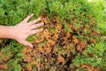 Hands of a gardener, who is removing dry yellow branches of thuja trees