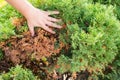 Hands of a gardener, who is removing dry yellow branches of thuja trees