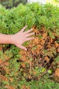 Hands of a gardener, who is removing dry yellow branches of thuja trees. Vertical