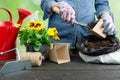 Hands of gardener woman putting soil into a paper flower pot. Planting spring pansy flower. Gardening concept Royalty Free Stock Photo