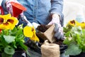 Hands of gardener woman putting soil into a paper flower pot. Planting spring pansy flower. Gardening concept Royalty Free Stock Photo