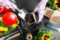 Hands of gardener woman putting soil into a paper flower pot. Planting spring pansy flower. Gardening concept Royalty Free Stock Photo