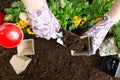 Hands of gardener woman putting soil into a paper flower pot. Planting spring pansy flower. Gardening concept Royalty Free Stock Photo