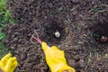 The hands of the Gardener in yellow gloves hold rakes, cover the seeds of plants with earth. Planting tulip bulbs Royalty Free Stock Photo