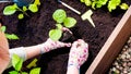 Hands in gardening gloves plant a sprout in a hole in the wooden raised bed garden. Transplanting seedlings in open ground in