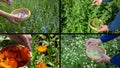 Hands gather herb plants. Alternative medicine. Clips collage