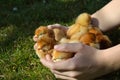 Hands gathering chicks