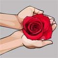 Hands gently holding a bud of a red rose