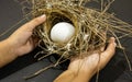 hands gently holding natural bird's nest with large white egg inside Royalty Free Stock Photo
