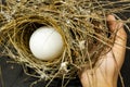 hands gently holding natural bird's nest with large white egg inside Royalty Free Stock Photo