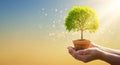 Hands gently holding a small potted tree under a bright sky Royalty Free Stock Photo