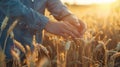 The Hands in Wheat Field.AI generated image Royalty Free Stock Photo