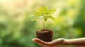 hands gently water the young plant, symbolizing nurturing and growth. Royalty Free Stock Photo